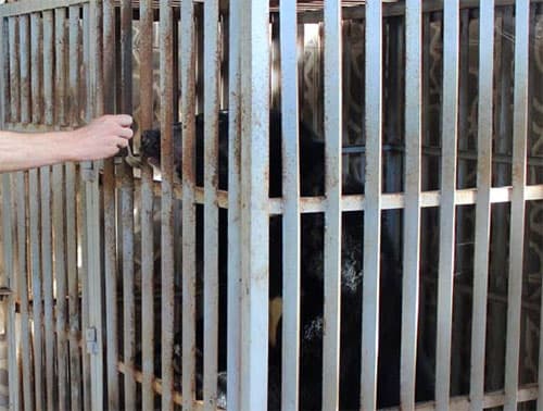 Gia Lai bàn giao 4 cá thể gấu ngựa