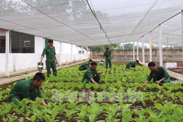Khi "quân địa phương" tăng gia...