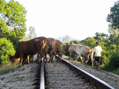 Thông tin từ đường dây nóng