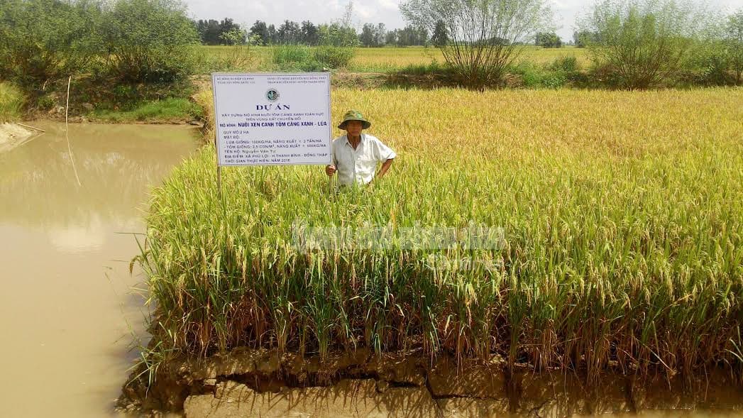 Tiềm năng mô hình nuôi tôm càng xanh toàn đực trên vùng đất chuyển đổi