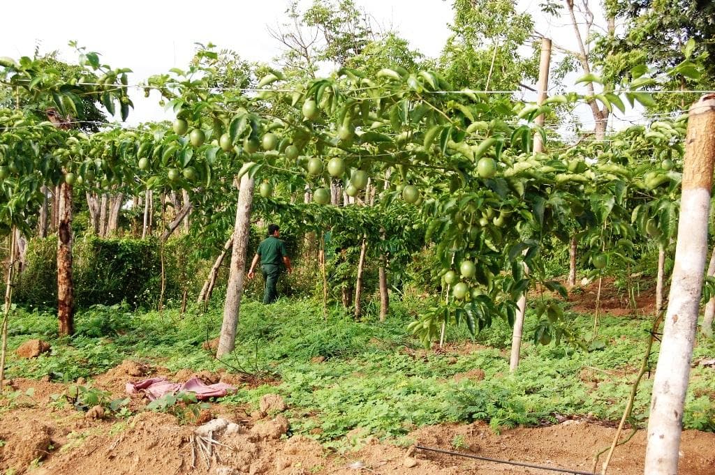 Mô hình trồng chanh leo ở Lữ đoàn Pháo binh 40