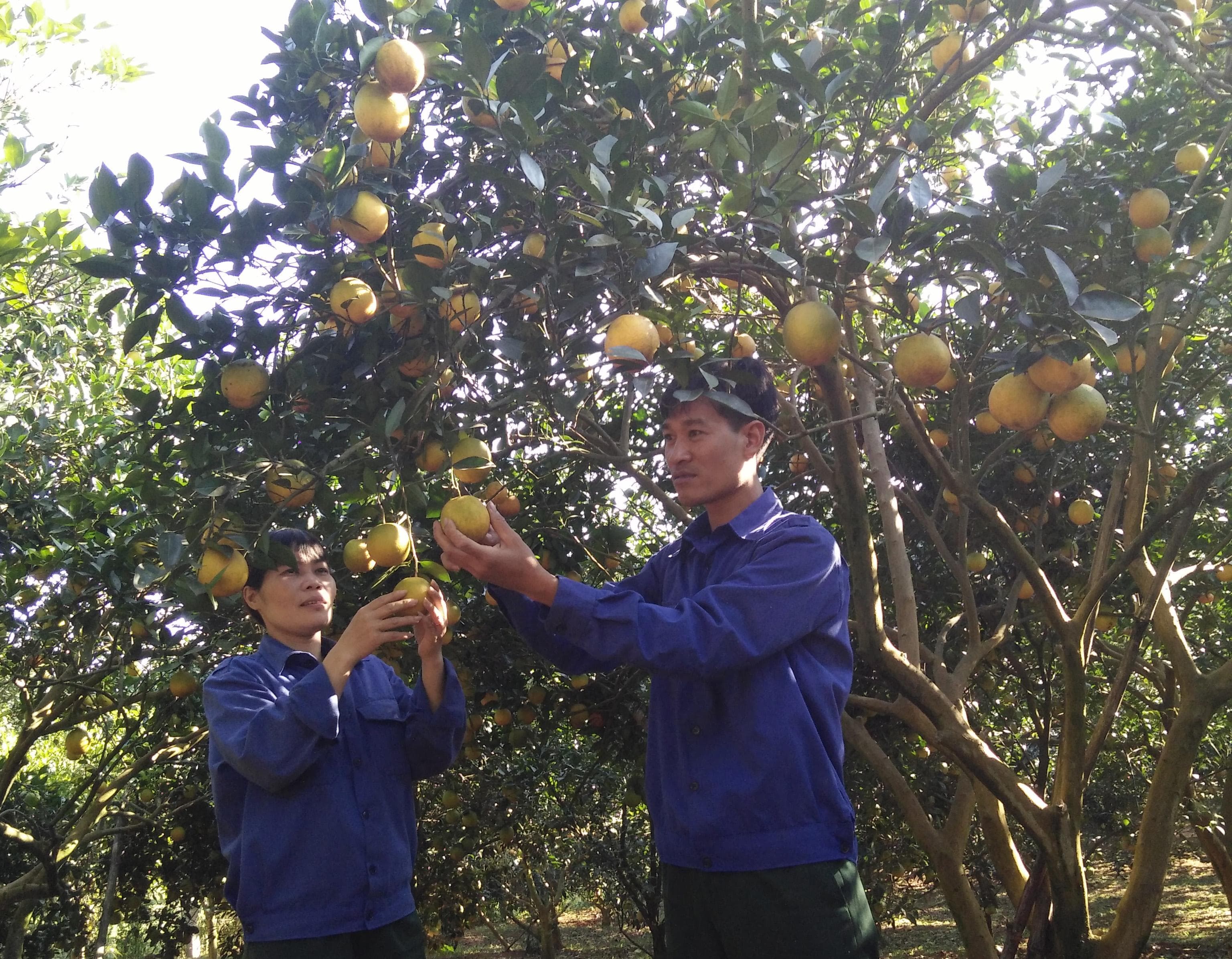 Những triệu phú vườn đồi