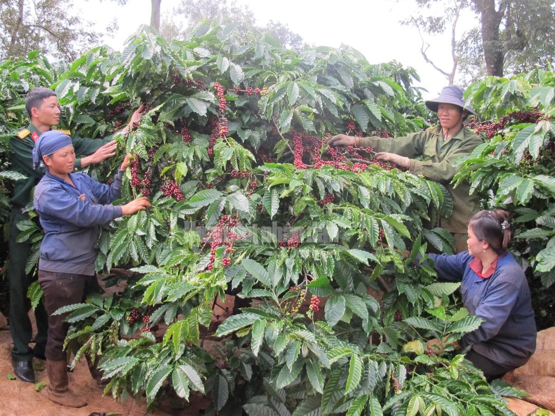 Đơn vị dẫn đầu năng suất cà phê vùng Tây Nguyên