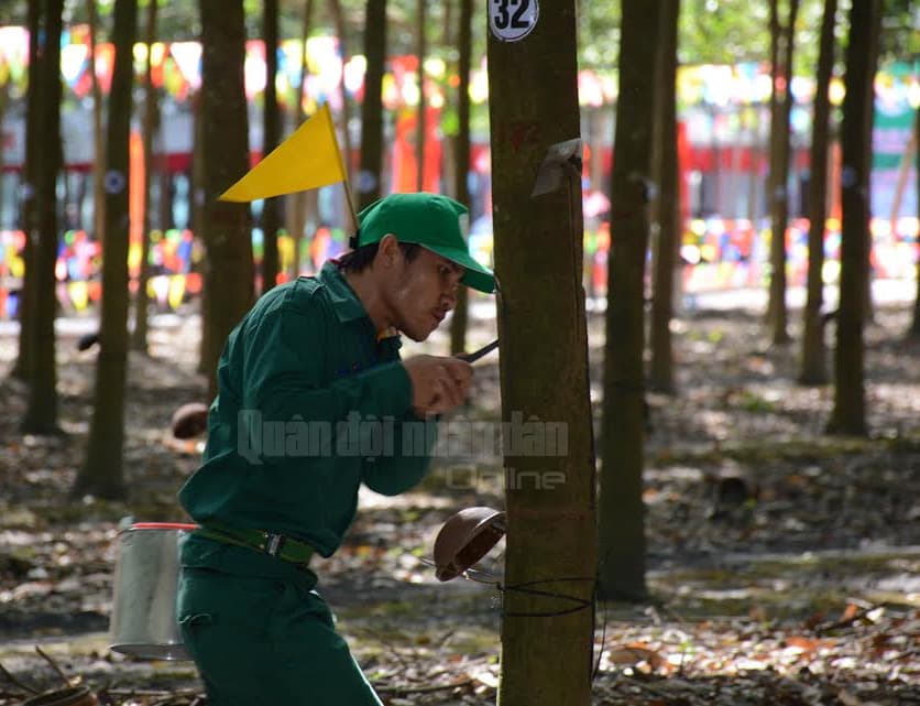 Khai mạc Hội thi Bàn tay vàng khai thác mủ cao su