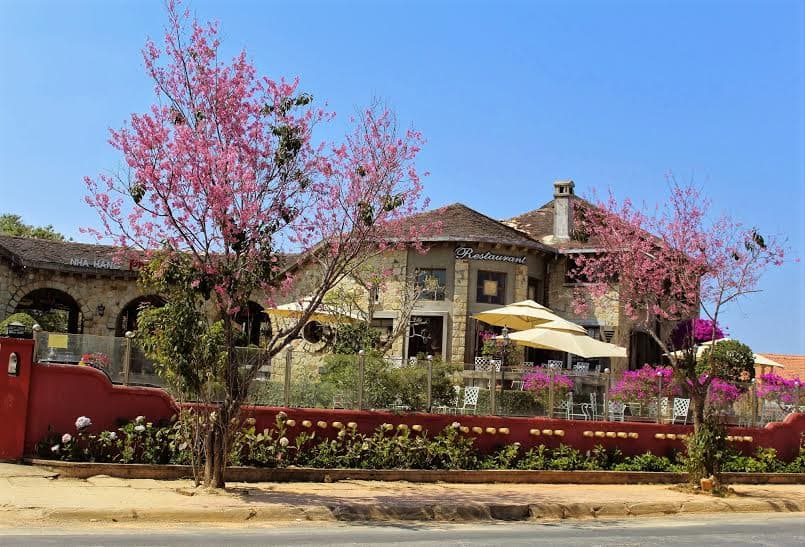 Ngày hội hoa anh đào Đà Lạt