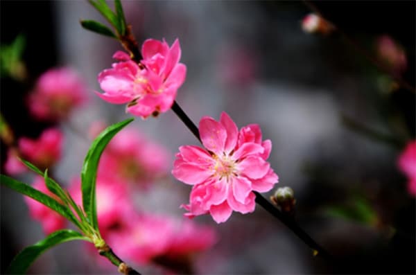 Đại sứ quán Việt Nam tại Hoa Kỳ tổ chức mừng Xuân cùng cộng đồng người Việt