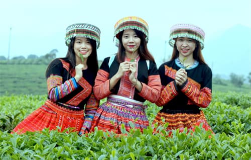 “Làm duyên” trên cao nguyên Mộc Châu