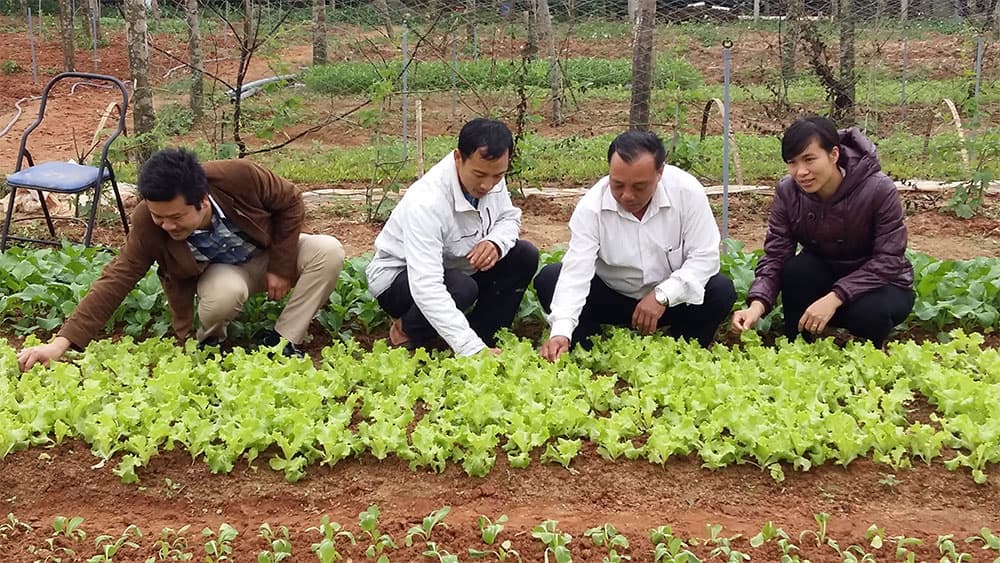 Khởi nghiệp bằng quyết tâm… trồng rau sạch