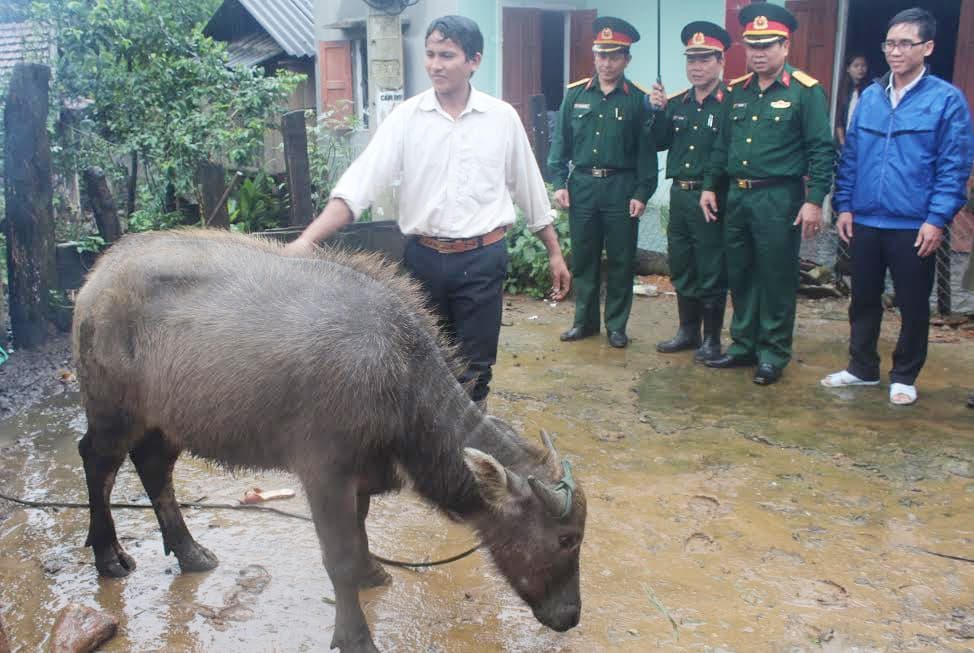 Đưa trâu lên đỉnh Ba Nhà
