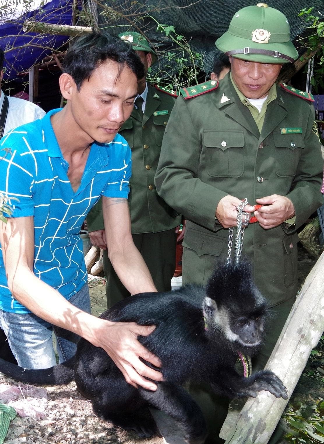 Phát hiện và bàn giao cá thể voọc Hà Tĩnh