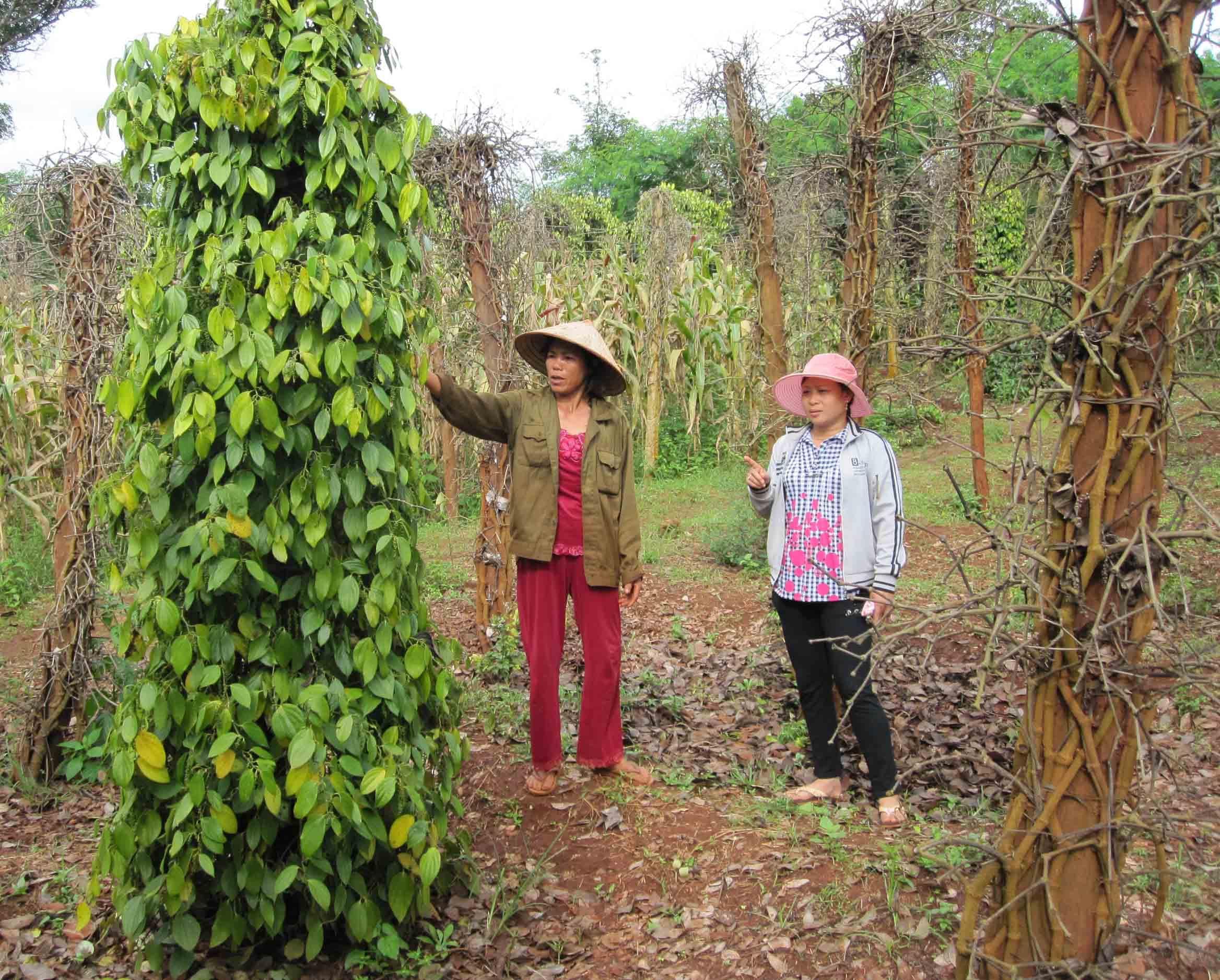 Gỡ khó cho cây hồ tiêu Tây Nguyên