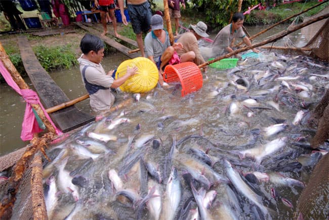 Giá cá tra nguyên liệu có xu hướng tăng