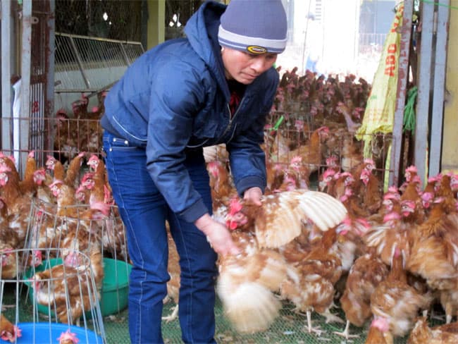 Tăng cường biện pháp phòng, chống chủng vi-rút cúm gia cầm A/H7N9