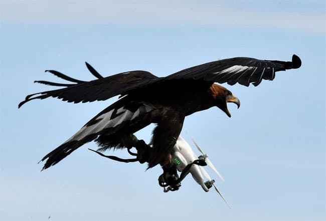 Pháp huấn luyện “chiến binh” đại bàng bắt UAV