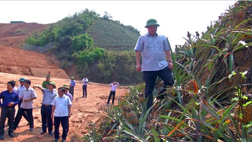 Lào Cai khẩn trương tìm nguyên nhân dứa chết hàng loạt