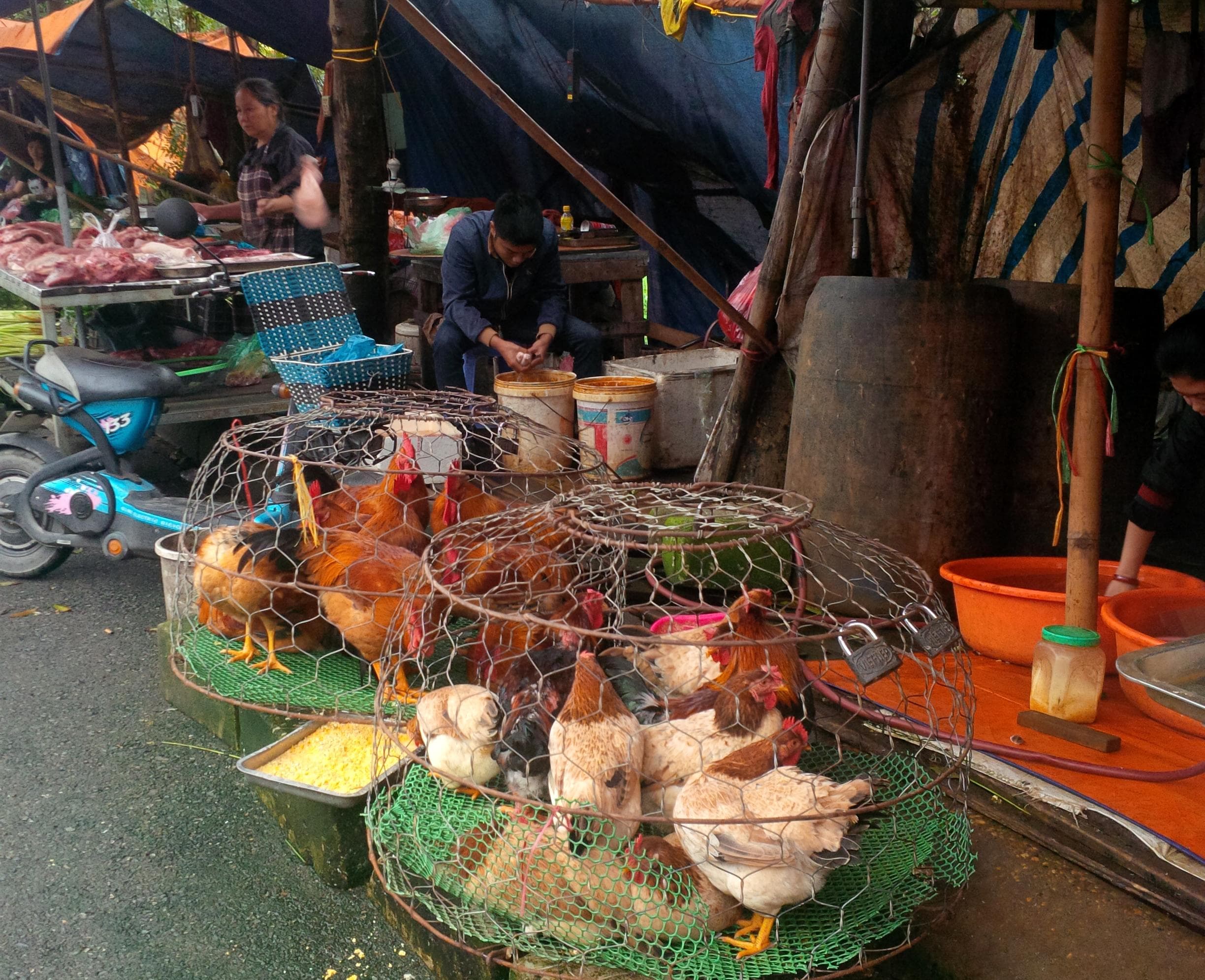 Không nên chủ quan với cúm gia cầm