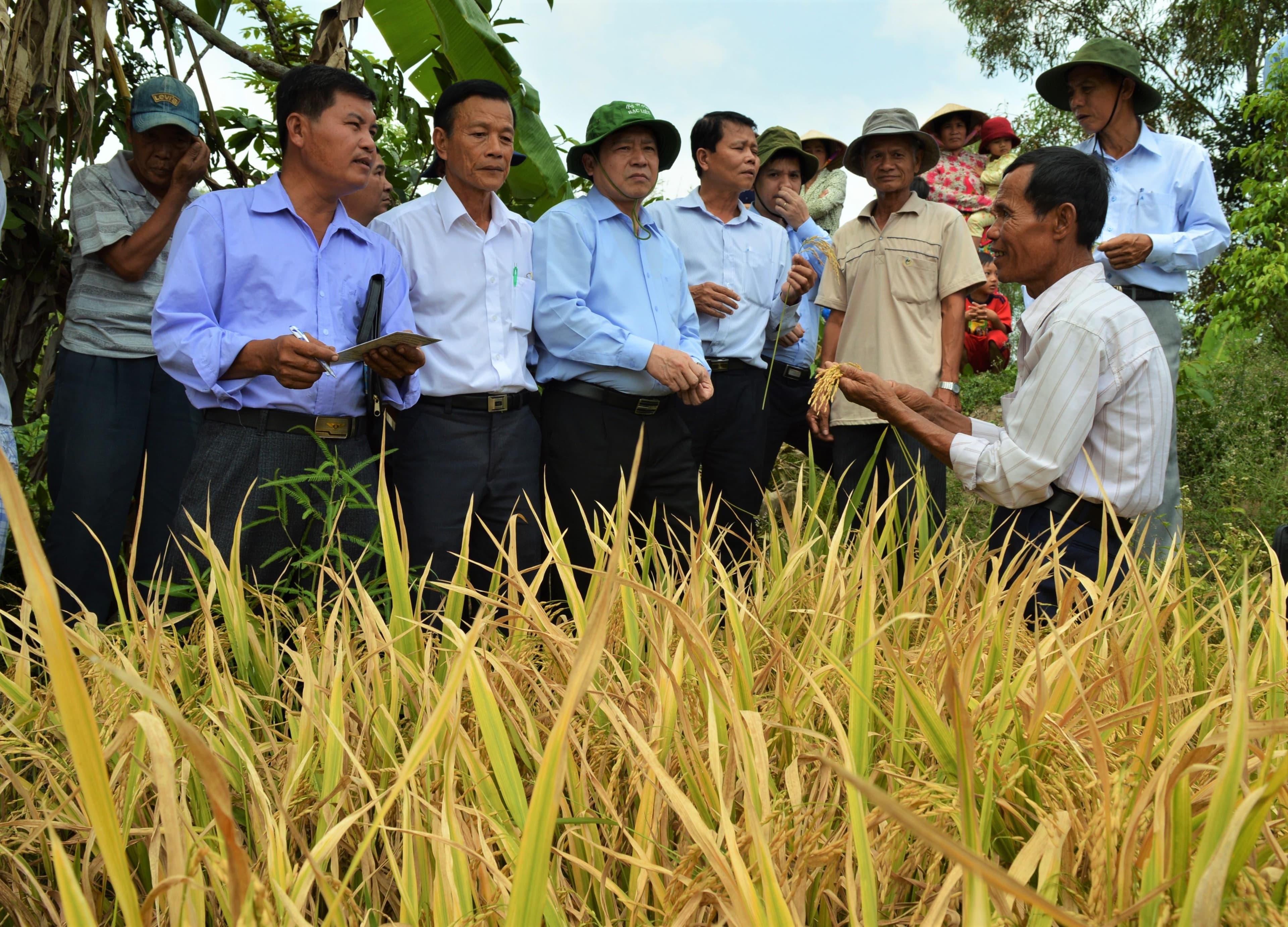 Sản xuất lúa hữu cơ bước đầu nâng cao chất lượng gạo Việt