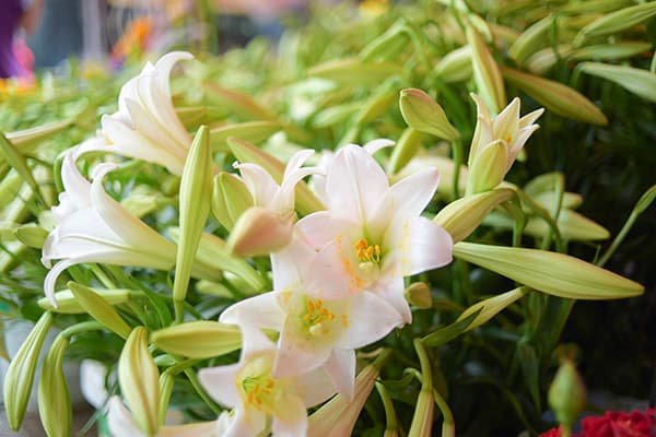 “Áo trắng” tháng Tư