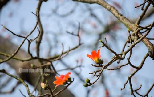 Bâng khuâng hoa gạo gọi hè về