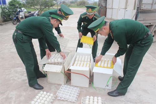 Bắt giữ 24.000 quả trứng gà nhập lậu