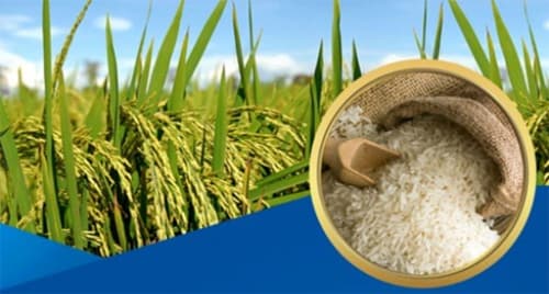 NÂNG TẦM GẠO VIỆT