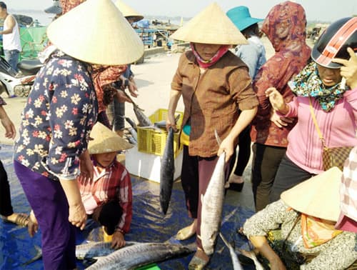 Ngư dân Hà Tĩnh trúng mẻ cá thu trị giá hàng trăm triệu đồng