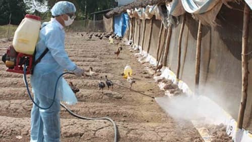 Bộ Y tế đề nghị các tỉnh, thành phố tăng cường công tác phòng, chống dịch cúm A (H7N9)