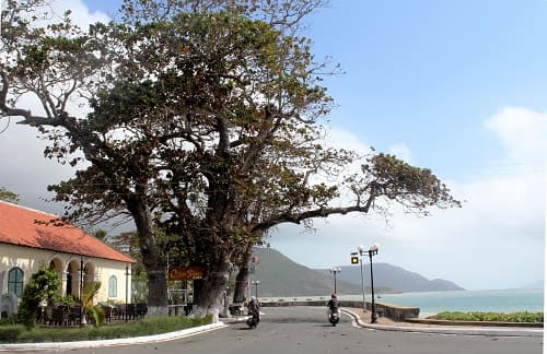 Dưới bóng bàng Côn Đảo