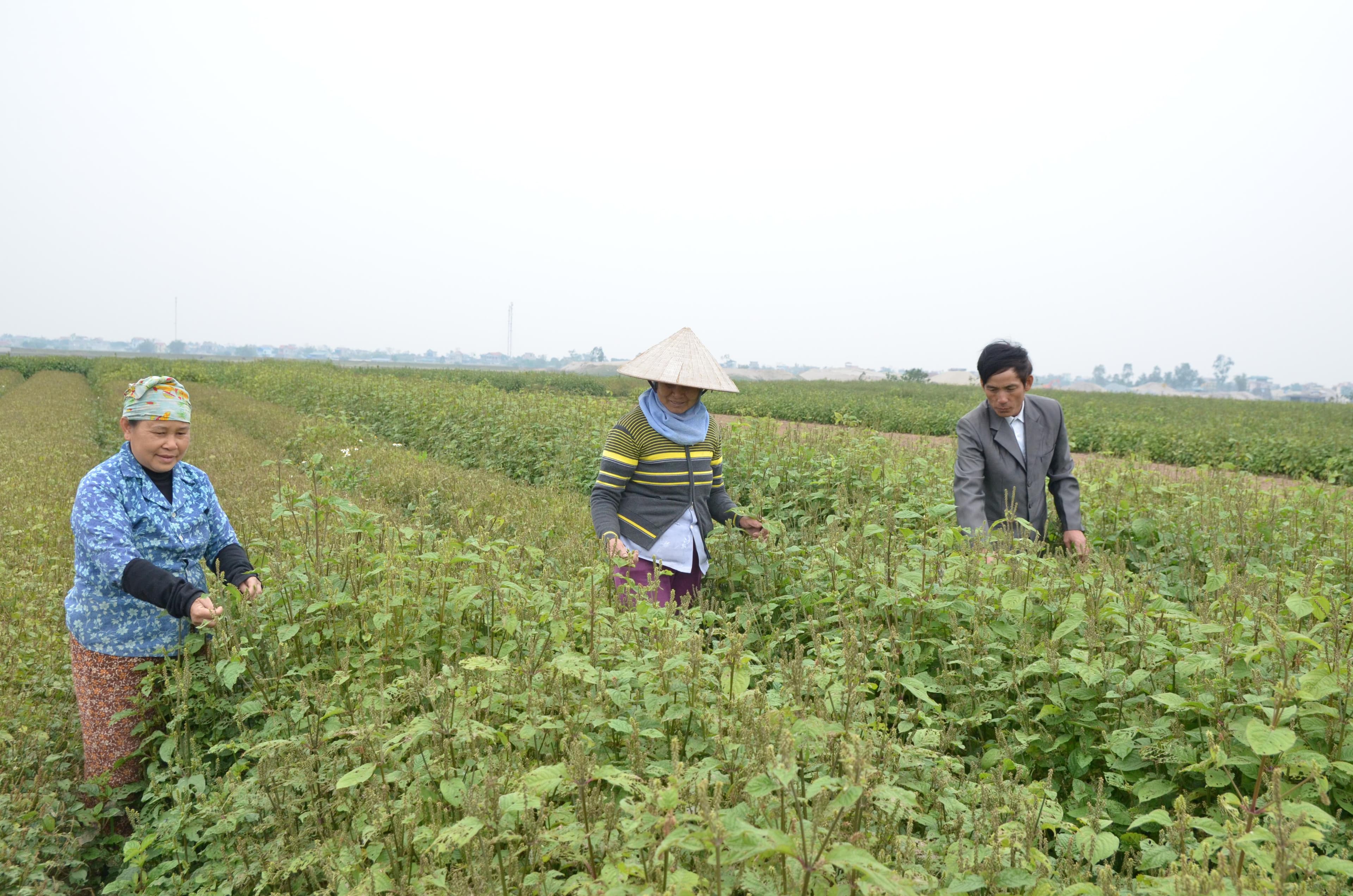 Phát triển vùng dược liệu chất lượng cao trên địa bàn Nam Định