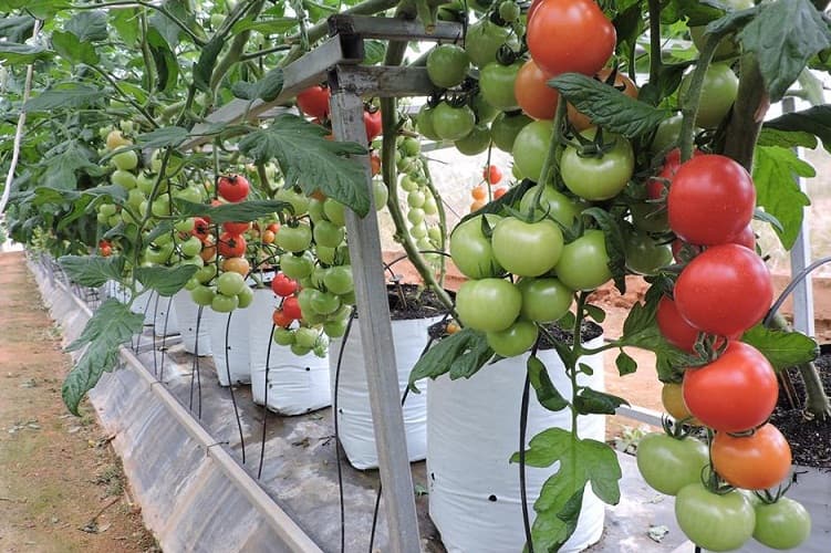 XUẤT KHẨU RAU QUẢ: LỢI ÍCH KÉP