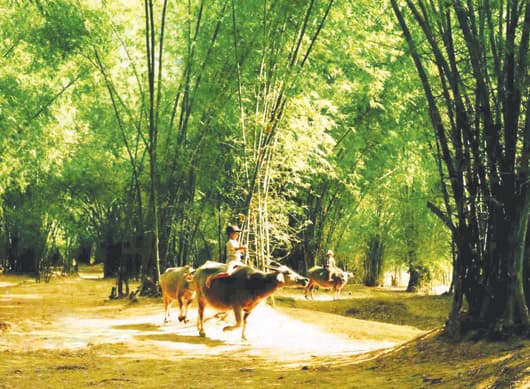 Nhớ lũy tre làng