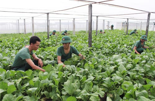 Nhân rộng mô hình trồng rau sạch