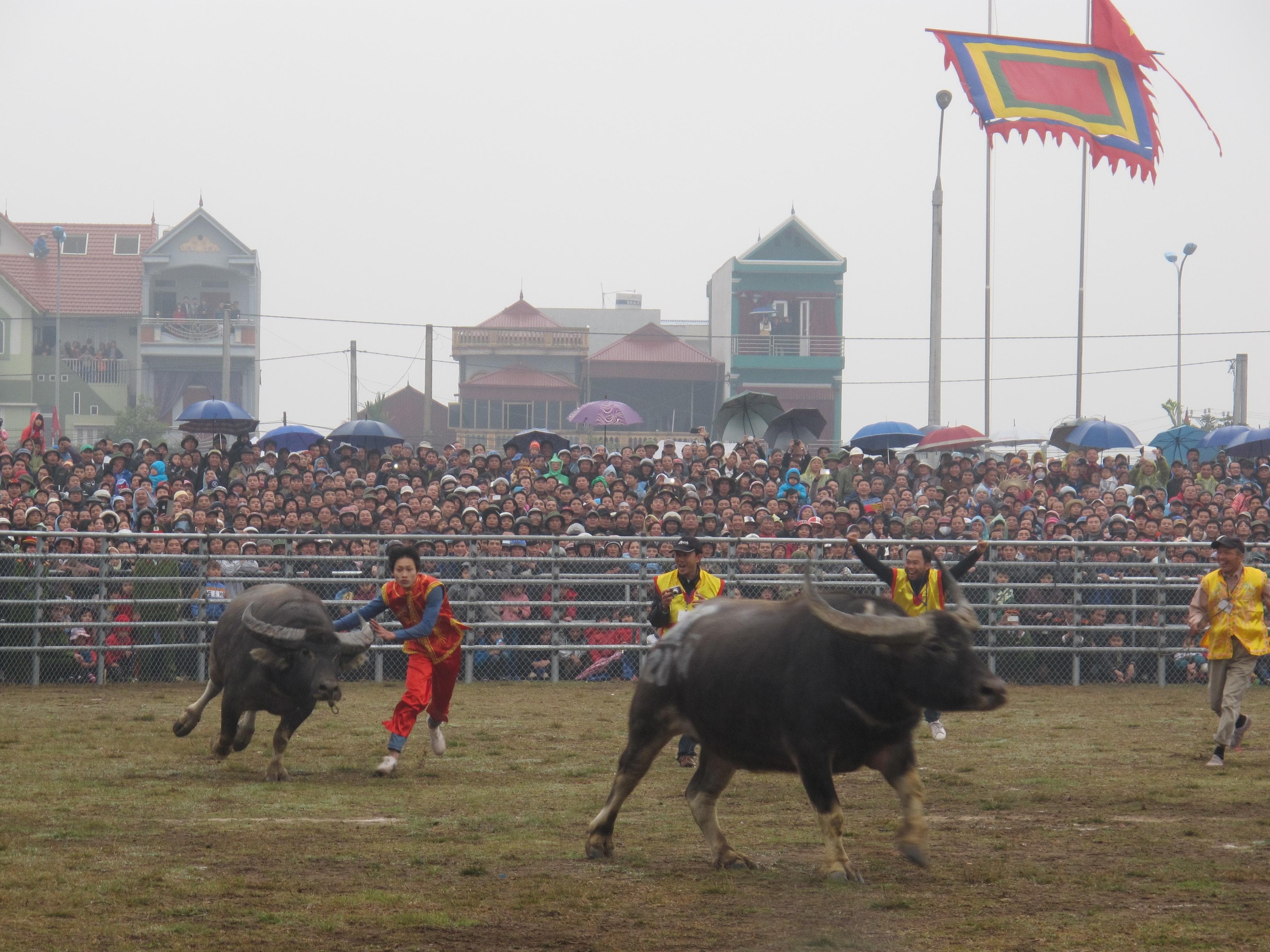 An toàn trong lễ hội chọi trâu