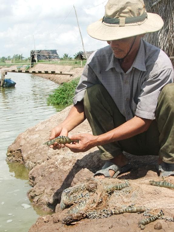 Hiệu quả từ mô hình nuôi tôm sú hữu cơ