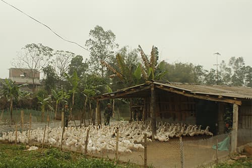 Vịt siêu trứng ở E3