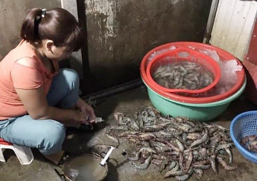 Bắt quả tang một cơ sở bơm tạp chất vào tôm