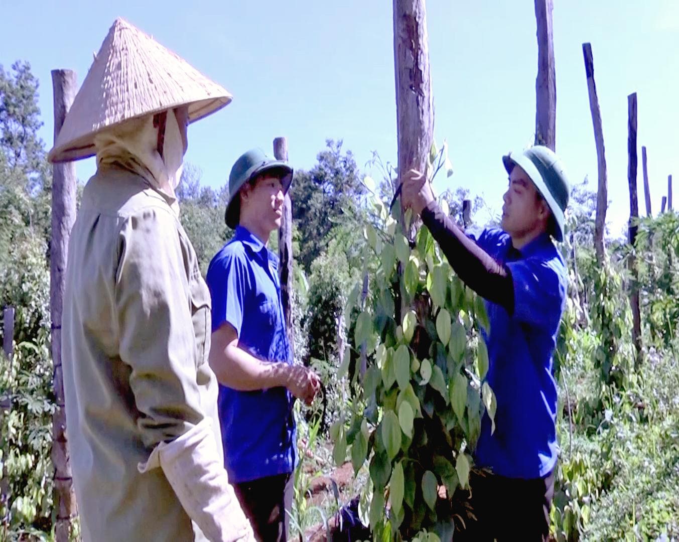 Bà con thoát nghèo nhờ trí thức trẻ