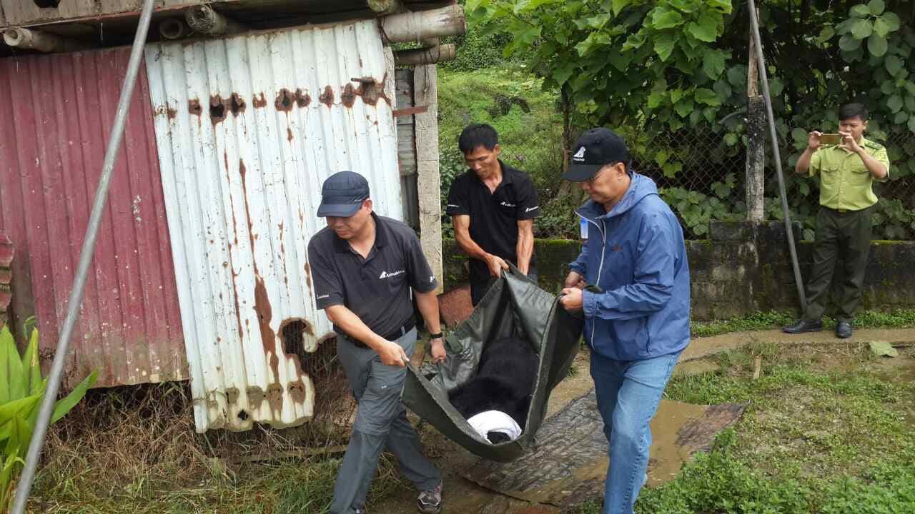 Cứu hộ cá thể gấu ngựa tại Sìn Hồ (Lai Châu)