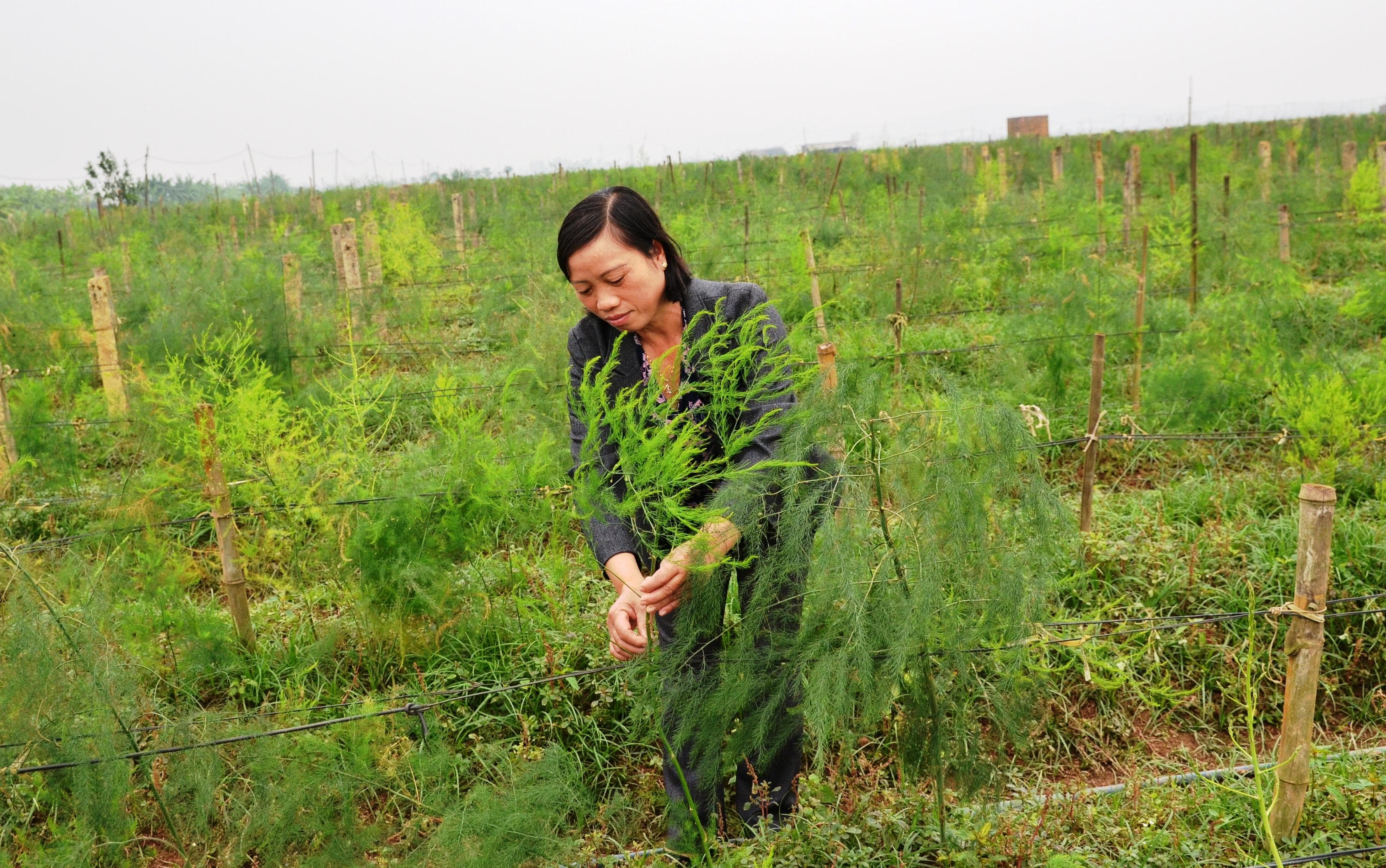 “Chị Trang măng tây xanh”