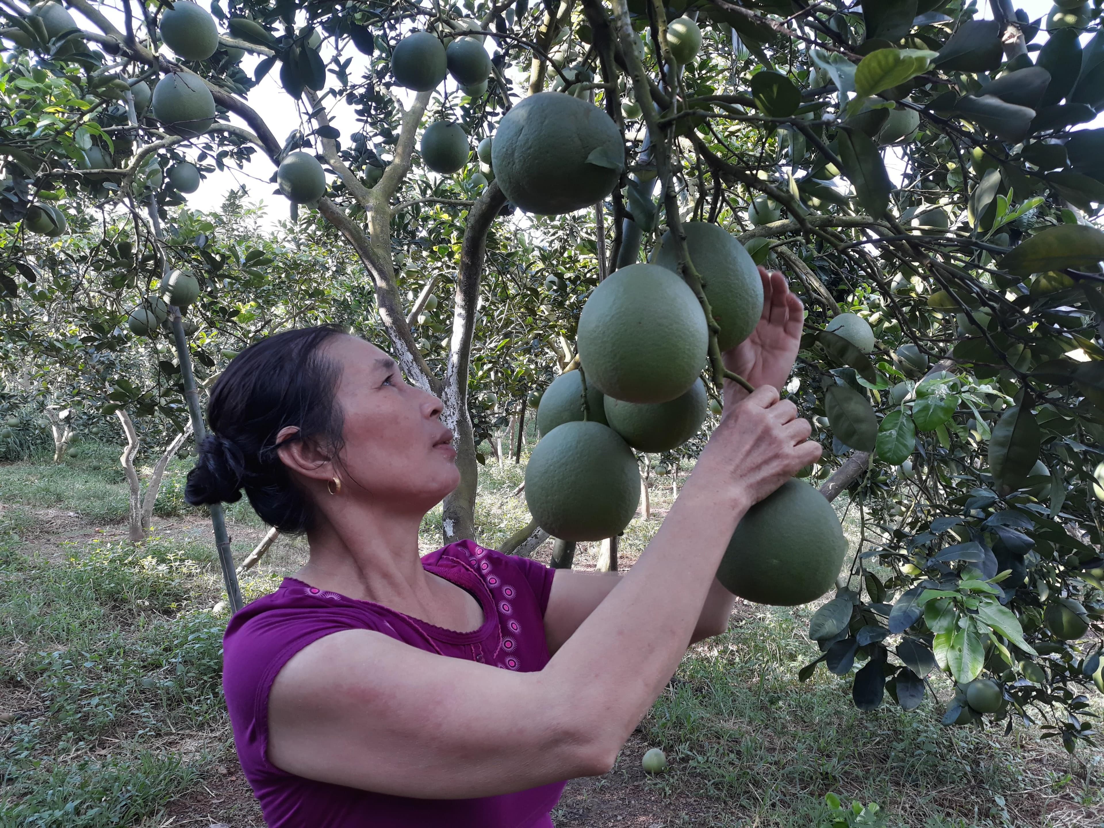 Làm giàu trên đất bạc màu