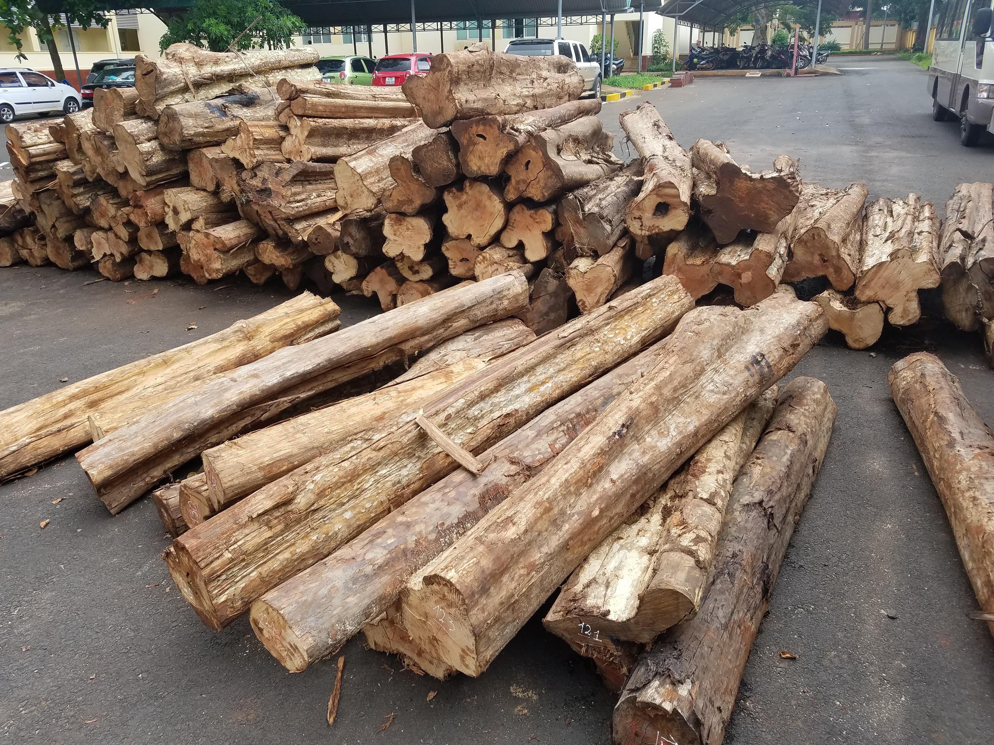 Rừng Tây Nguyên còn nhiều áp lực