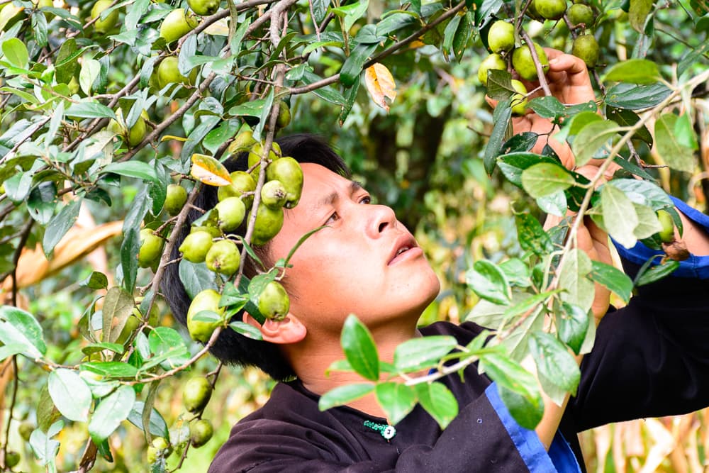 Cây kinh tế trên đỉnh “4 không”