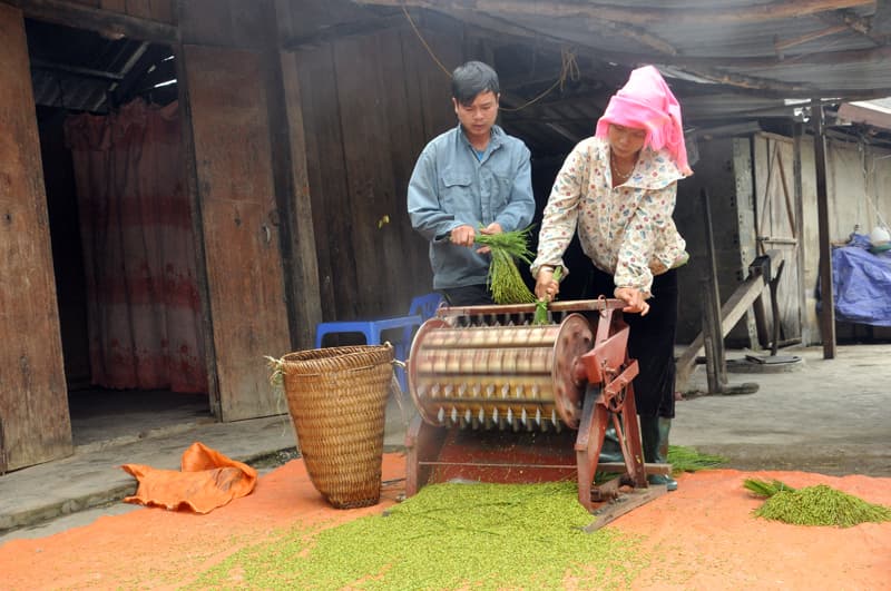 Cốm Tú Lệ - hạt ngọc nơi lưng trời