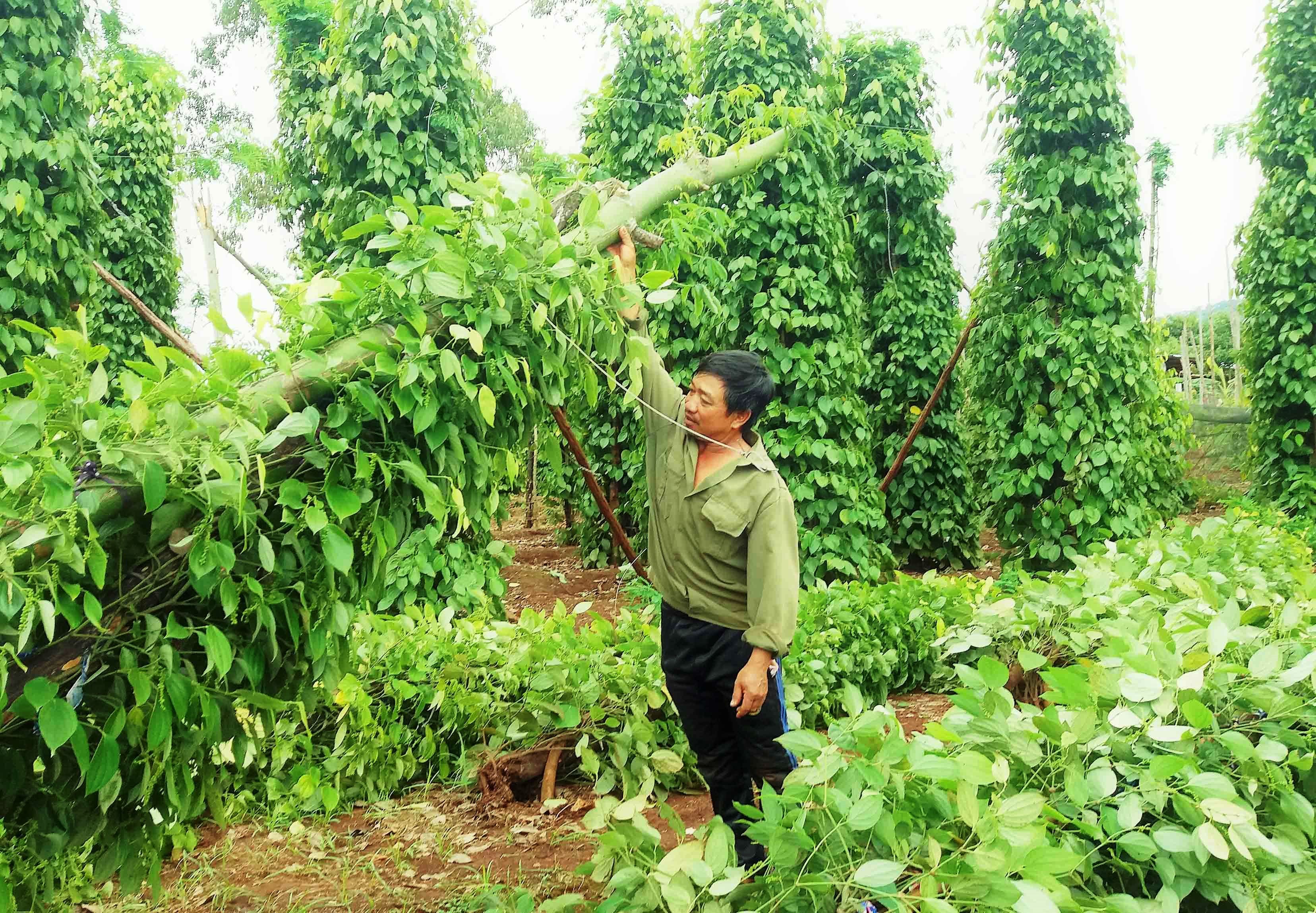 Gia Lai: Trên 5000 gốc tiêu bị gió lốc quật ngã
