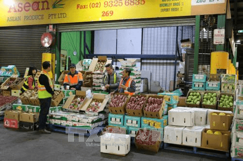 Trái thanh long tươi của Việt Nam bắt đầu được bày bán ở Australia