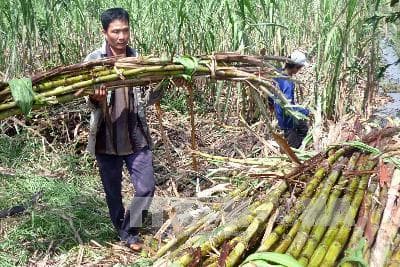 Điều kiện tiên quyết để ngành mía đường tồn tại và phát triển
