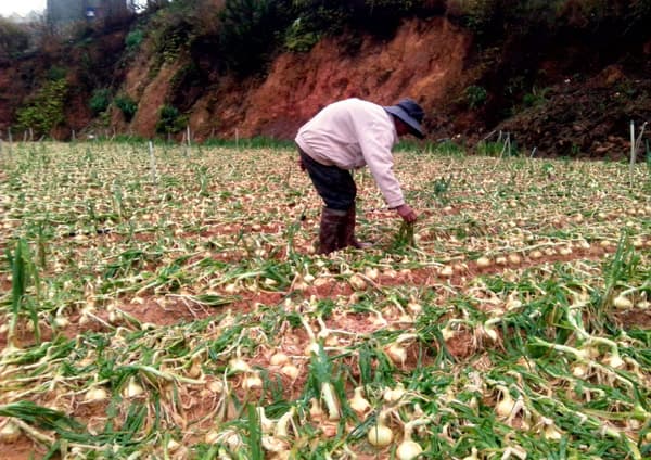 Mưa nhiều, rau Đà Lạt mất mùa, giá tăng kỷ lục