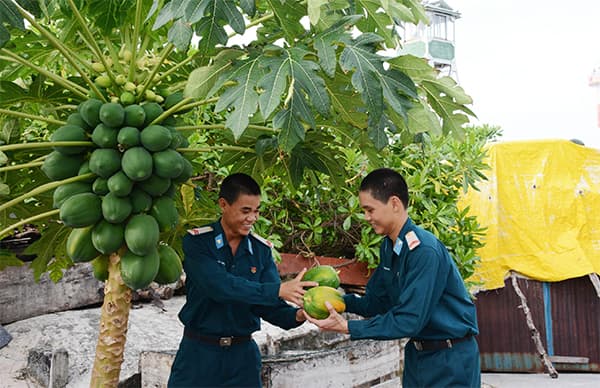Tự túc rau xanh ở Nam Yết