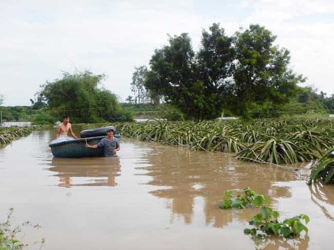 Lũ gây ngập nhiều nhà và vườn cây ăn trái ở Bình Thuận