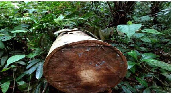 Kon Tum phát hiện nhiều vụ bãi gỗ lậu tại khu vực biên giới